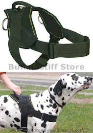 Best Dog Training Harness for BULLMASTIFF Best Dog Training Harness for BULLMASTIFF