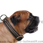 Bullmastiff  collar