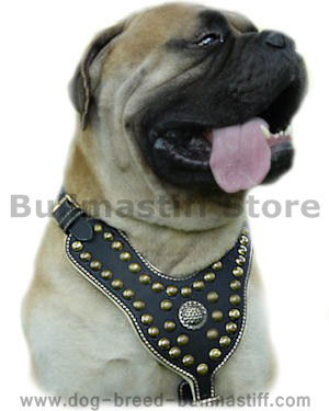 http://www.dog-breed-bullmastiff.com/images/Bullmastiffs_Large_dog_harnesses_best.jpg