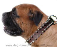 Bullmastiff Leather Spiked Dog Collar