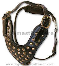 Studded leather dog harnesses for Bullmastiff Studded leather dog harnesses for Bullmastiff