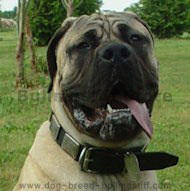 Bullmastiff Handcrafted Leather Dog Collar-Custom Dog Collar Bullmastiff Handcrafted Leather Dog Collar-Custom Dog Collar