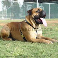 Luxury handcrafted leather dog harness made To Fit Bullmastiff Luxury handcrafted leather dog harness made To Fit Bullmastiff