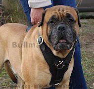 Exclusive Luxury Handcrafted Padded Leather Dog Harness