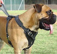 Agitation/Protection Leather Dog Harness for Bullmastiff