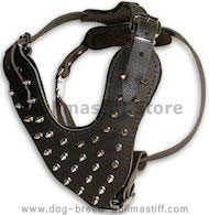 Spiked leather dog harnesses for Bullmastiff