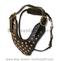 Studded leather dog harnesses for Bullmastiff