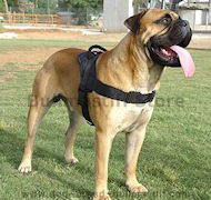 Nylon multi-purpose dog harness for tracking/pulling with handle