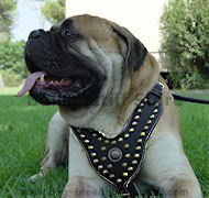 Royal Dog Harness - Exclusive Design Studded Leather Harness for Bullmastiff