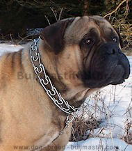 Curogan dog pinch collar made in Germany for Bullmastiff
