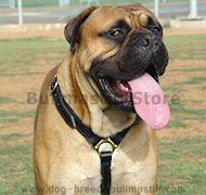 Luxury handcrafted leather dog harness made To Fit Bullmastiff