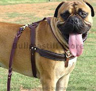 Tracking/Pulling/Agitation Leather Dog Harness For Bullmastiff