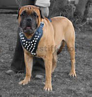 Bullmastiff Spiked leather dog harness Bullmastiff Spiked leather dog harness