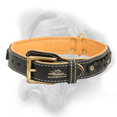 Bullmastiff collar with brass buckle