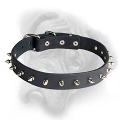 Leather Bullmastiff collar with riveted  metalware