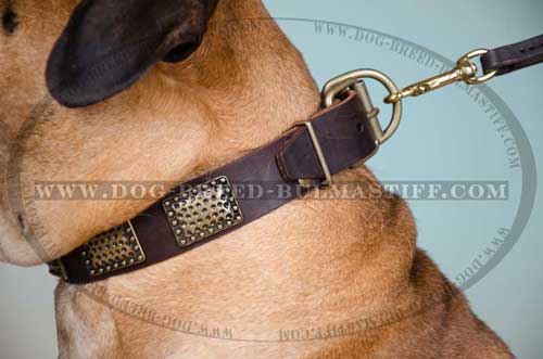 Great Dog Collar for Bullmastiff Breed