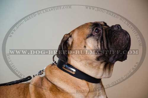 Stylish Leather Bullastiff Breed Collar equipped with id tag