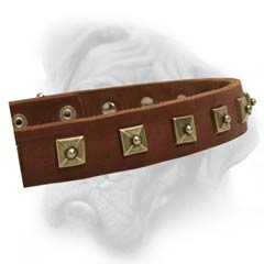 Bullmastiff collar with brass studs