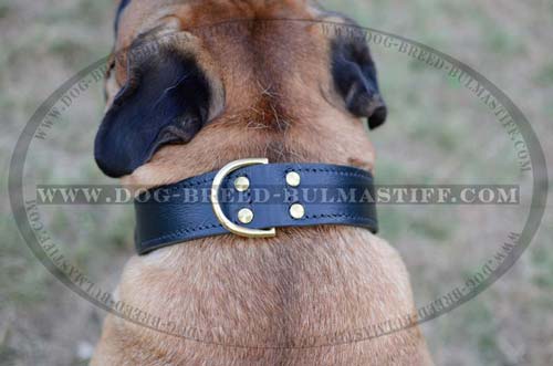 Leather Bullmastiff collar with D-ring for a leash