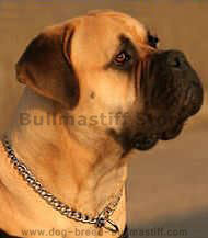 Choke dog collar for Bullmastiff- Herm Sprenger dog collar