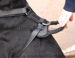 handle for harness