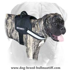 Bullmastiff breed harness with id patches on Velcro
