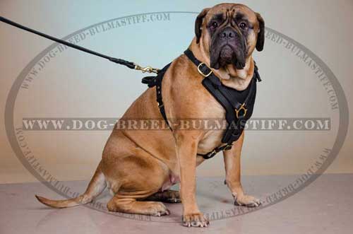 Marvelous Bullmasiff breed Harness made of pure leather