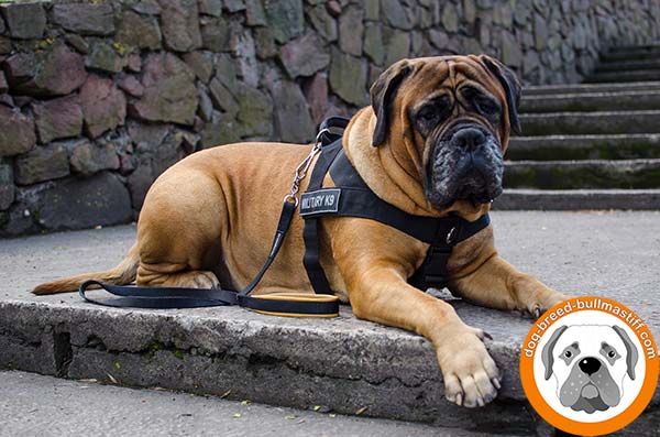 Reliable  Nylon Bullmastiff Harness with ID Patches