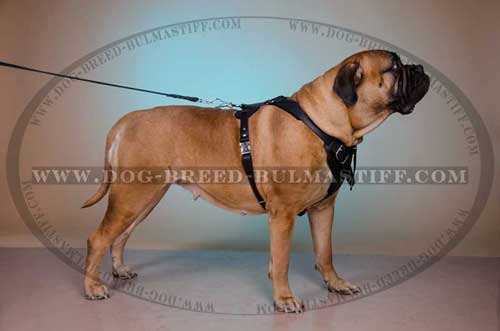 Leather Bullmastiff dog harness