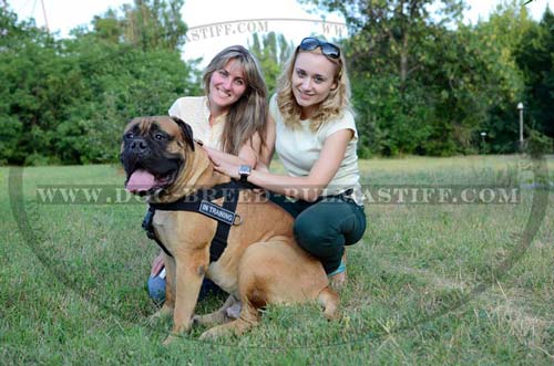 Water-resistant dog harness for Bullmastiff breed