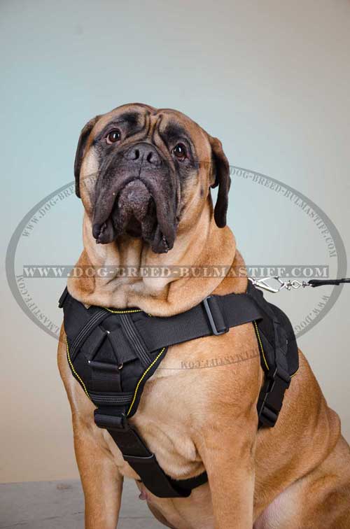 All-purpose Dog Harness made of nylon