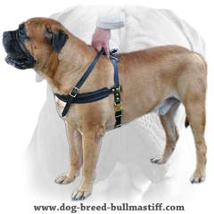 Popular dog harness