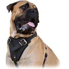 Wide chest plate harness