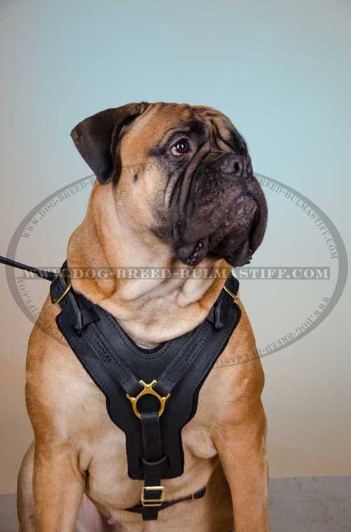 Bullmasiff Harness made of leather with Y-shaped chest plate