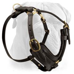 Bullmastiff dog harness with Brass fittings