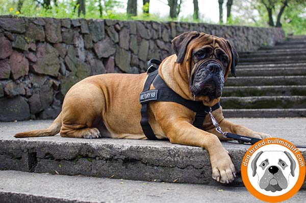 Extremely Comfortable Bullmastiff Harness of Strong Nylon 