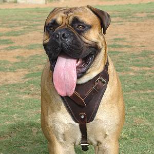 LEATHER AGITATION HARNESS for BullmastiffS