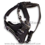 Customize Leather Agitation Harness for Bullmastiff Customize Leather Agitation Harness for Bullmastiff