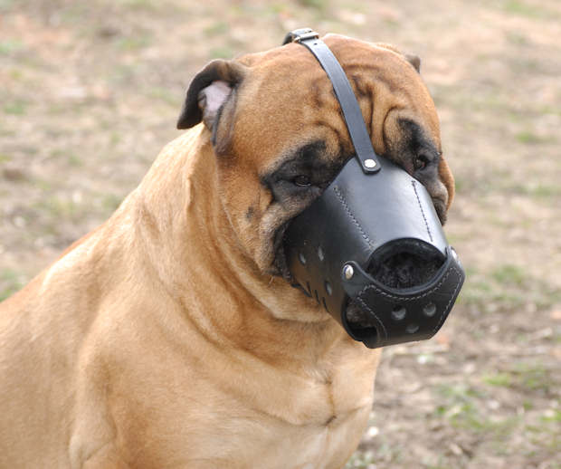 Everyday Bullmastiff Leather dog muzzle- best dog muzzle