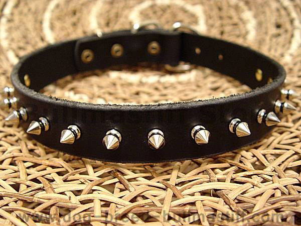 Big Leather Spiked Dog Collar- Custom dog collar with spikes for bullmastiff dog