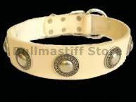 Gorgeous Wide Leather Dog Collar With Silver Conchos Gorgeous Wide Leather Dog Collar With Silver Conchos