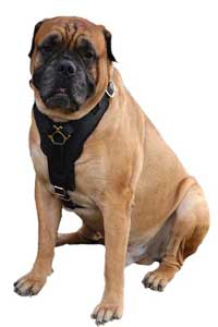 Aricles about your Bullmastiff