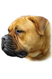 Aricles about your Bullmastiff