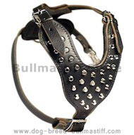 Bullmastiff Studded Leather Dog Harness with Pyramids Bullmastiff Studded Leather Dog Harness with Pyramids