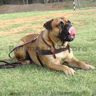 Bullmastiff Tracking/Pulling/Agitation Leather Dog Harness Bullmastiff Tracking/Pulling/Agitation Leather Dog Harness