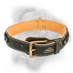 Tremendous Leather Collar for Bullmastiff