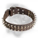 Fantastic Leather Bullmastiff Collar with Spikes and Studs