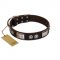 "Baller Status" FDT Artisan Brown Leather Bullmastiff Collar Adorned with a Set of Chrome Plated Studs and Plates