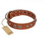 "Era Infinitum" FDT Artisan Tan Leather Bullmastiff Collar Adorned with Chrome-plated Circles