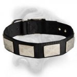 Marvelous Bullmastiff Dog Collar decorated with shiny nickel plates!